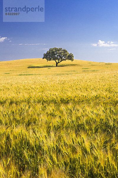 Europa  Baum  Landschaft  Landwirtschaft  Feld  Weizen  Weizenfeld  Geographie  Andalusien  Cadiz  Spanien