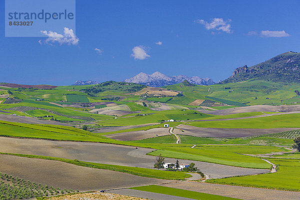 Europa  Landschaft  Landwirtschaft  Reise  weiß  Architektur  bunt  Tourismus  Geographie  Andalusien  Cadiz  Ronda  Spanien