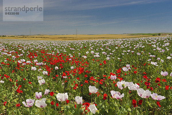 Skyline  Skylines  Europa  Blume  Landschaft  bunt  Feld  Tourismus  flach  Geographie  Andalusien  Cadiz  Mohn  Spanien  breit