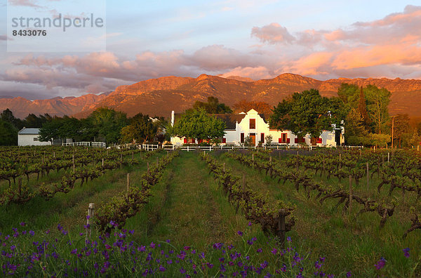 Südliches Afrika  Südafrika  Weingut  Wein  Sonnenuntergang  Landwirtschaft  Afrika  Franschhoek  Paarl