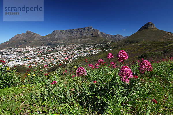 Südliches Afrika  Südafrika  Tafelberg  Afrika  Kapstadt