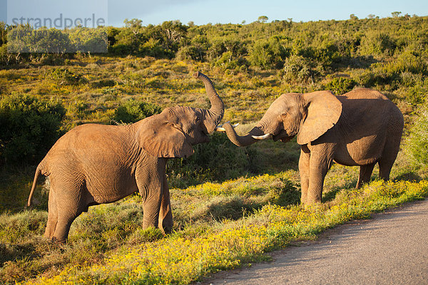 Südliches Afrika  Südafrika  Nationalpark  Kampf  Tier  Elefant  Afrika