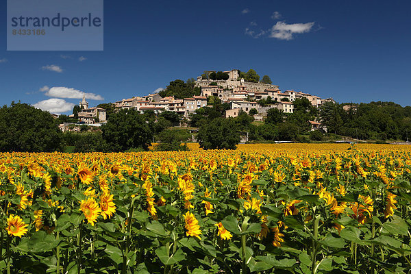 Frankreich  Europa  Himmel  Landwirtschaft  Dorf  blau  Sonnenblume  helianthus annuus  Provence - Alpes-Cote d Azur  Altstadt  Alpes-de-Haute-Provence  Mähne