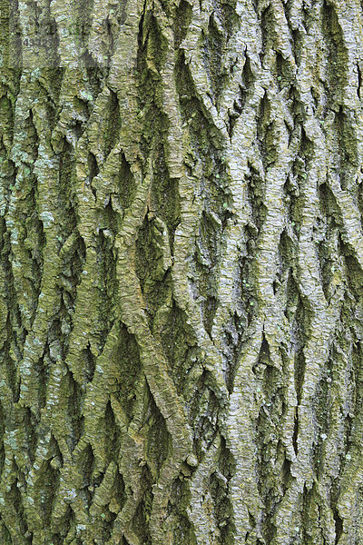 Makroaufnahme Detail Details Ausschnitt Ausschnitte Baum Konzept Gebäude Wald Hintergrund Holz Close-up Baumstamm Stamm Baumrinde Rinde braun Ahorn Schweiz Kanton Zürich
