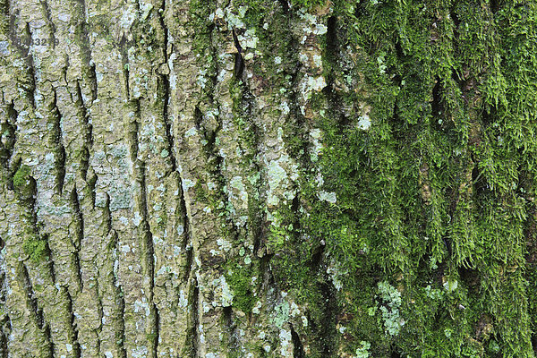 Makroaufnahme Detail Details Ausschnitt Ausschnitte bedecken Baum Konzept Gebäude Wald Hintergrund Holz Close-up Baumstamm Stamm Baumrinde Rinde Ahorn Moos Schweiz Kanton Zürich