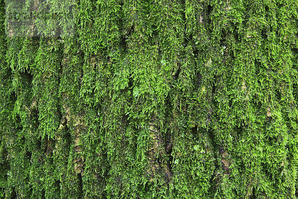 Makroaufnahme Detail Details Ausschnitt Ausschnitte bedecken Baum Konzept Gebäude Wald Hintergrund Holz Close-up Baumstamm Stamm Baumrinde Rinde Ahorn Moos Schweiz Kanton Zürich