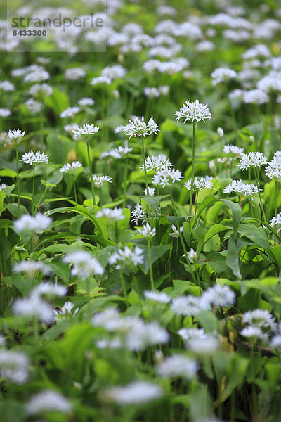 Makroaufnahme Detail Details Ausschnitt Ausschnitte Blume Konzept Gemüse Wald Blüte Pflanze Holz Close-up Größe Bärlauch Allium ursinum Schweiz Kanton Zürich