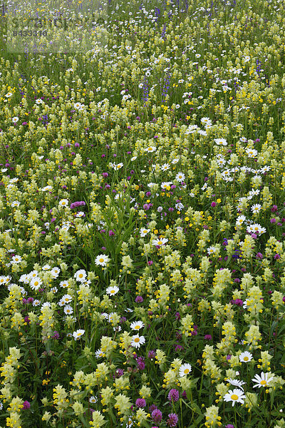 Blumenwiese  Farbaufnahme  Farbe  Helligkeit  Blume  Botanik  Sommer  Konzept  Gebäude  Blüte  Vielfalt  Hintergrund  Wiese  Schweiz