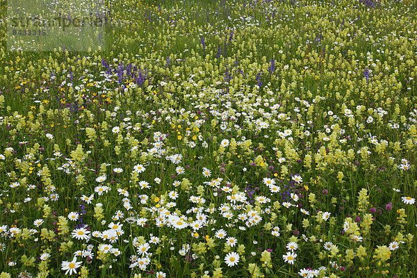 Blumenwiese  Farbaufnahme  Farbe  Helligkeit  Blume  Botanik  Sommer  Konzept  Gebäude  Blüte  Vielfalt  Hintergrund  Wiese  Schweiz