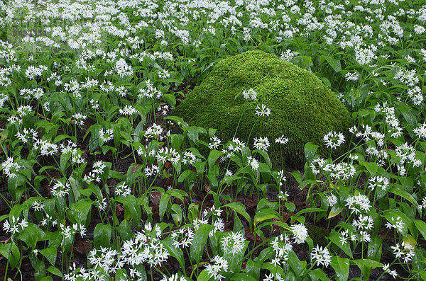 Stein Blume Baum grün Gemüse Wald weiß Boden Fußboden Fußböden Blüte Pflanze Holz Bärlauch Allium ursinum Moos Schweiz Kanton Zürich