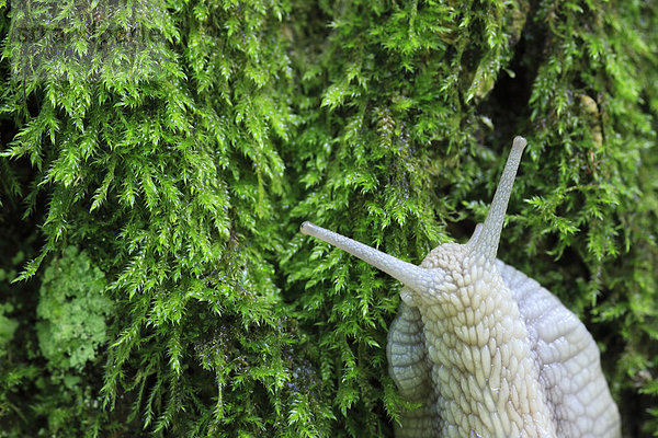 Weinbergschnecke Helix pomatia Makroaufnahme Detail Details Ausschnitt Ausschnitte Baum Konzept grün Wald Holz Close-up Baumstamm Stamm Moos Schweiz Kanton Zürich
