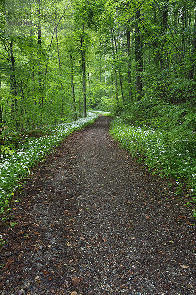 Blume Baum Weg Straße Gemüse Wald Blüte Pflanze Holz Feldweg Bärlauch Allium ursinum Laub Wanderweg Waldweg Schweiz Kanton Zürich