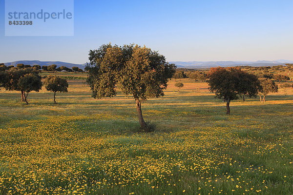 Nationalpark  Berg  Blume  Baum  Landwirtschaft  Lebensraum  Andalusien  Spanien