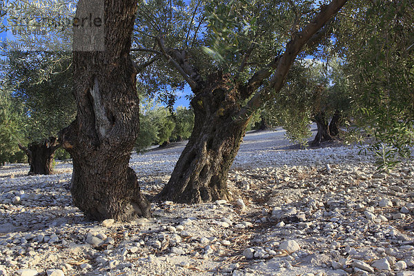 Olivenbaum  Echter Ölbaum  Olea europaea  Landschaftlich schön  landschaftlich reizvoll  Europa  Baum  Hügel  Landwirtschaft  trocken  Natur  Pflanze  anbauen  Olive  Plumpsklo  Olivenhain  Umweltschutz  Andalusien  Hain  Spanien