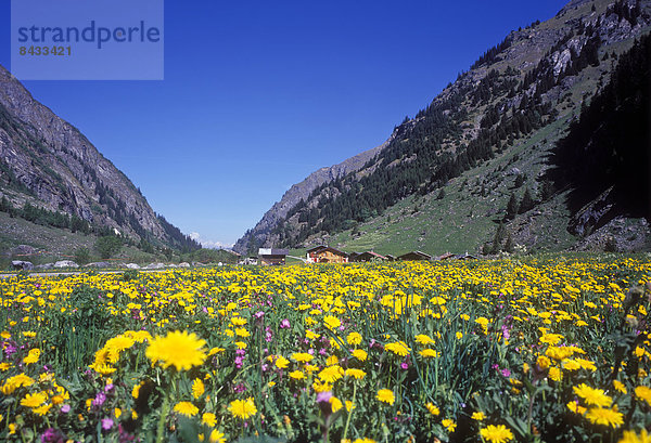 Landschaftlich schön  landschaftlich reizvoll  Europa  Berg  Blume  gelb  Landschaft  Wiese  Schweiz