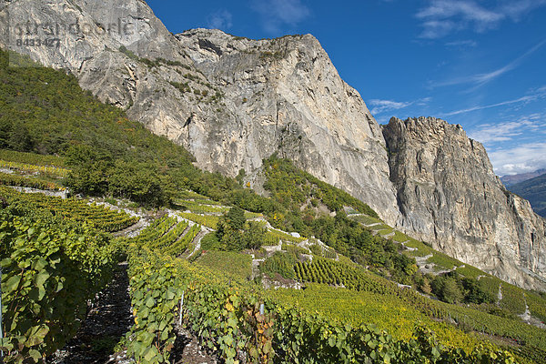 Landschaftlich schön  landschaftlich reizvoll  Europa  Berg  Wein  Landschaft  Landwirtschaft  Herbst  Schweiz