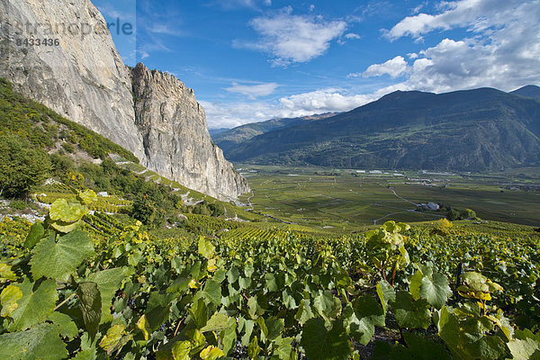 Landschaftlich schön  landschaftlich reizvoll  Europa  Berg  Wein  Landschaft  Landwirtschaft  Herbst  Schweiz