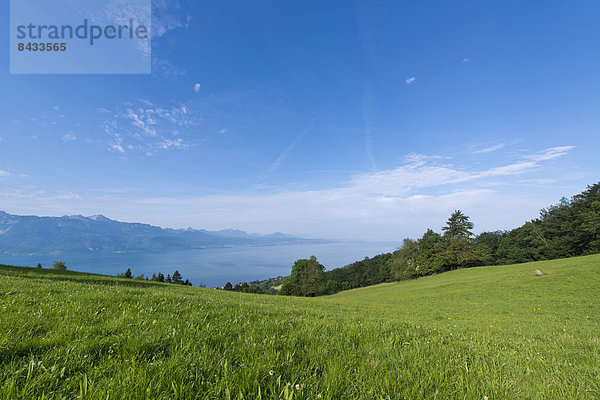 Landschaftlich schön  landschaftlich reizvoll  Europa  Wolke  Sommer  Landschaft  See  Wiese  Genfer See  Genfersee  Lac Leman  Gras  Schweiz