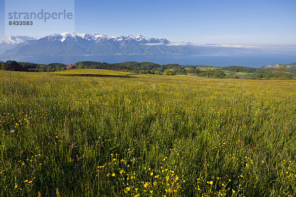 Landschaftlich schön  landschaftlich reizvoll  Europa  Berg  Sommer  Landschaft  See  Wiese  Genfer See  Genfersee  Lac Leman  Schweiz