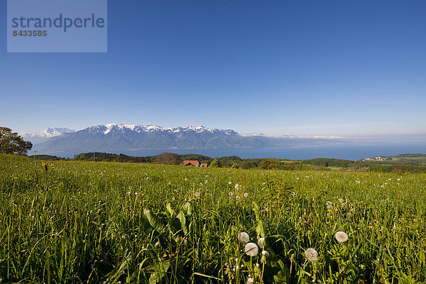 Landschaftlich schön  landschaftlich reizvoll  Europa  Berg  Sommer  Landschaft  See  Wiese  Genfer See  Genfersee  Lac Leman  Schweiz