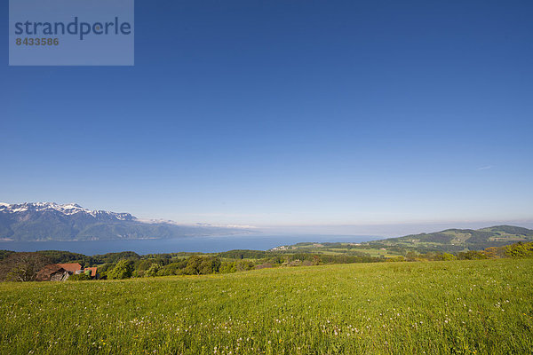 Landschaftlich schön  landschaftlich reizvoll  Europa  Berg  Sommer  Landschaft  See  Wiese  Genfer See  Genfersee  Lac Leman  Schweiz