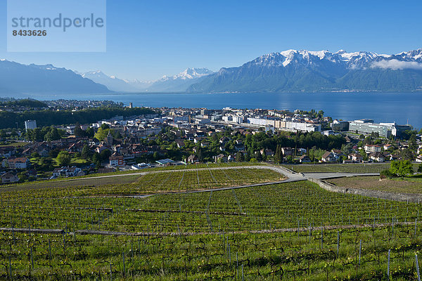 Landschaftlich schön  landschaftlich reizvoll  Europa  Wein  Landschaft  Stadt  Großstadt  See  Genfer See  Genfersee  Lac Leman  Weinberg  Draufsicht  Schweiz