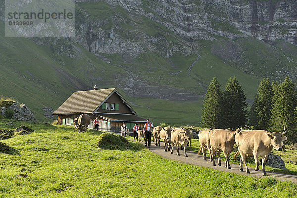 Hausrind Hausrinder Kuh Europa Tradition Reise Schweiz