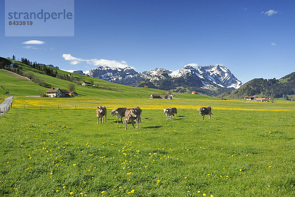 Blumenwiese Hausrind Hausrinder Kuh Europa Wiese Schweiz