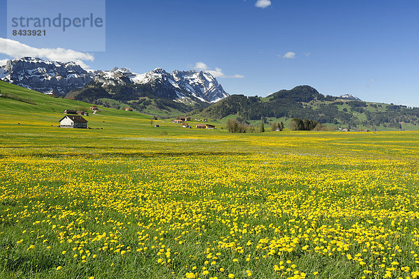 Blumenwiese Europa Wiese Schweiz
