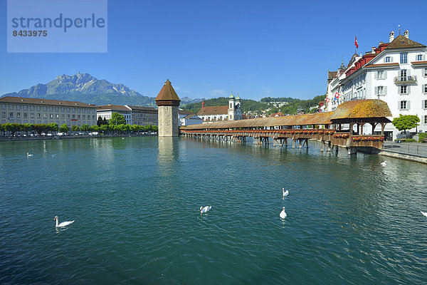 Europa Brücke fließen Fluss Schwan Altstadt Wasserturm Holzbrücke Kapellbrücke Luzern Schweiz