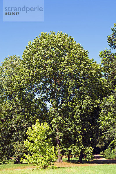 Landschaftlich schön  landschaftlich reizvoll  Europa  Baum  Pflanze  Deutschland  Magdeburg  Sachsen-Anhalt