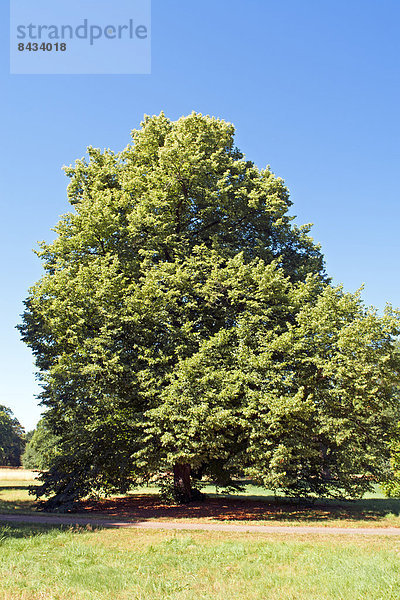 Landschaftlich schön  landschaftlich reizvoll  Europa  Baum  Pflanze  Deutschland  Magdeburg  Sachsen-Anhalt