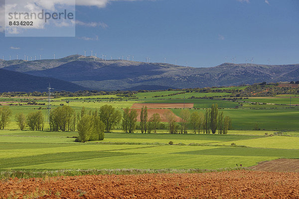 Europa  Ländliches Motiv  ländliche Motive  Landschaft  Erde  Landwirtschaft  bunt  lila  Natur  Feld  rot  Aragonien  Soria  Spanien