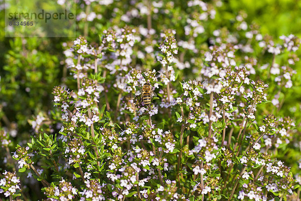 Europa  blühen  Garten  Insekt  Gewürz  Thymian  Bayern  Biene  Deutschland  Oberbayern