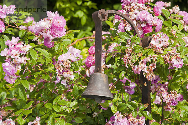 Europa Blume Botanik Pflanze Blüte Knospe blühen Garten rot Glocke Deutschland Rose