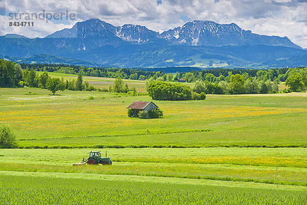 Europa  Sommer  rennen  Landwirtschaft  Traktor  Feld  Heu  Wiese  anbauen  Gras  Bayern  Deutschland  Oberbayern