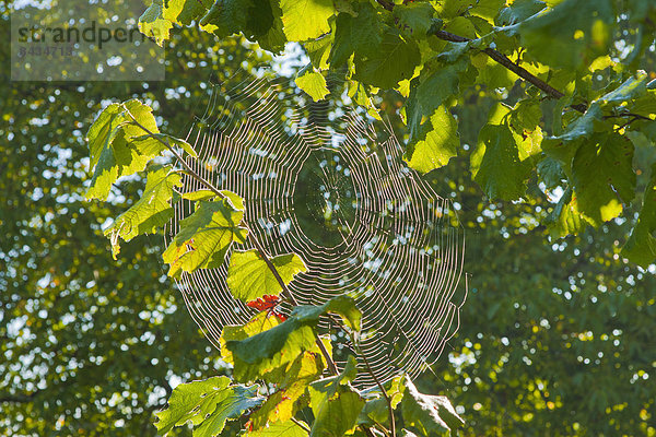 Spinnwebe  Europa  Natur  Herbst  Gegenlicht  Bayern  Chiemgau  Deutschland  Spinne  Oberbayern