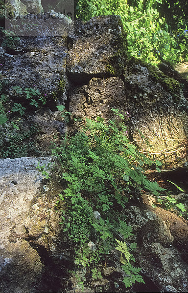 Steinmauer  Europa  Wand  Natur  Pflanze  Ruine  schäbig  Vernichtung  Verfall  Deutschland  überwachsen