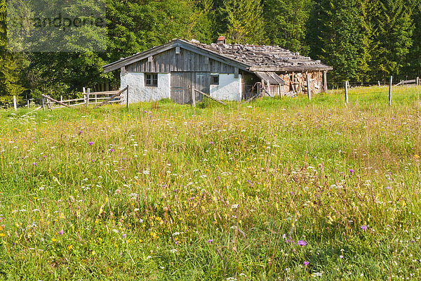 Blumenwiese  Panorama  Hütte  Europa  Berg  Sommer  Alpen  Wiese  Bayern  Chiemgau  Deutschland  Oberbayern
