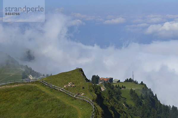 Hausrind  Hausrinder  Kuh  Landschaftlich schön  landschaftlich reizvoll  Europa  Berg  Landschaft  Landwirtschaft  Nebel  schweizerisch  Schweiz