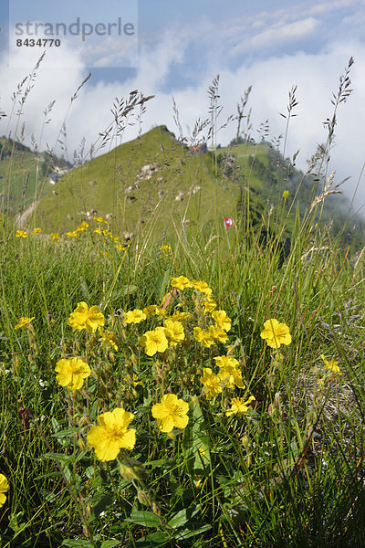 Europa  Berg  Blume  Natur  Wildblume  Alpen  Wiese  schweizerisch  Schweiz