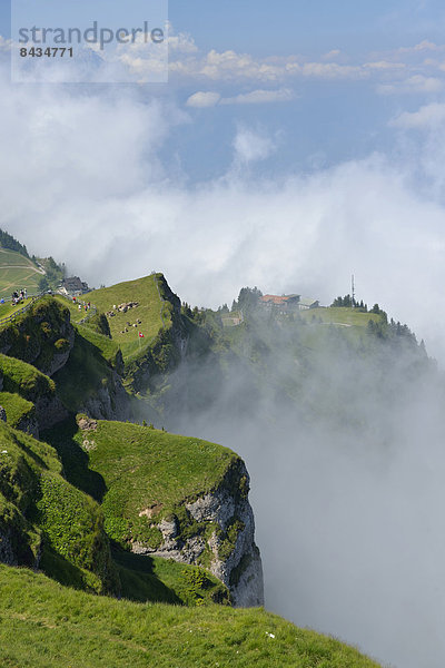 Hausrind  Hausrinder  Kuh  Hochformat  Landschaftlich schön  landschaftlich reizvoll  Europa  Berg  Steilküste  Landwirtschaft  Nebel  Alpen  schweizerisch  Schweiz
