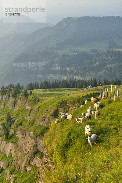 Europa  Berg  Tier  Schaf  Ovis aries  vieh  schweizerisch  Schweiz