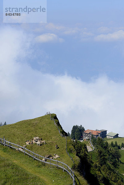Hausrind  Hausrinder  Kuh  Landschaftlich schön  landschaftlich reizvoll  Europa  Berg  Landwirtschaft  Nebel  schweizerisch  Schweiz