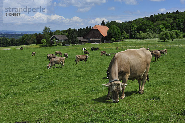 Hausrind Hausrinder Kuh Bauernhaus Tier Bauernhof Hof Höfe Säugetier Rind Wiese grasen Schweiz