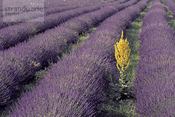 Frankreich  Blume  Pflanze  blühen  Feld  anbauen  Lavendel
