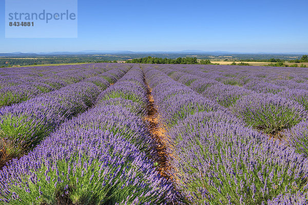 Lavender field  Valensole  Alpes-de-Haute-Provence  Provence - Alpes-Cote d Azur  France  Europe