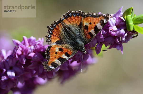 Edelfalter Nymphalidae Tier Pflanze blühen Schmetterling Insekt Kanton Graubünden Schweiz