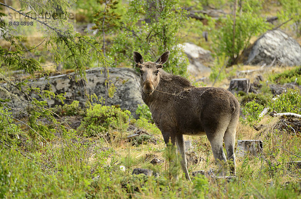 Elch  Alces alces  Bulle  Stier  Stiere  Bullen  Hirsch  Tier  Säugetier  Jämtland  Schweden  Samt