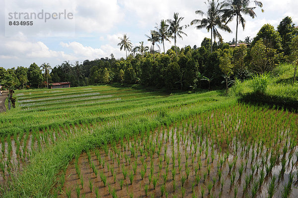 grün  Landwirtschaft  Feld  Reis  Reiskorn  Veranda  Asien  Indonesien